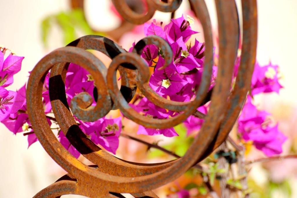 Mas De Mariette Bed and Breakfast Noves Esterno foto